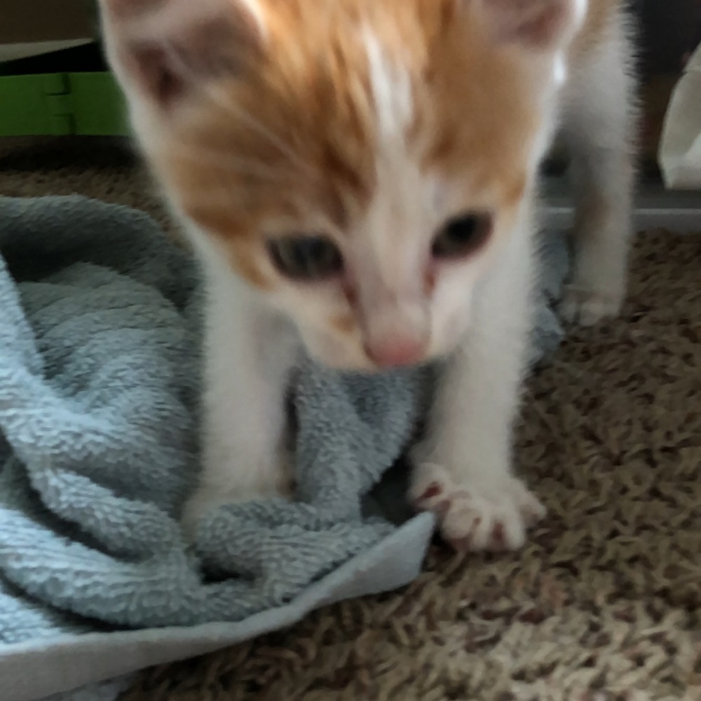 Meet your Posher, Kayla